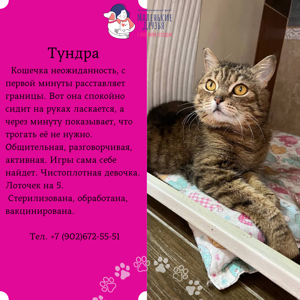 Тундра2